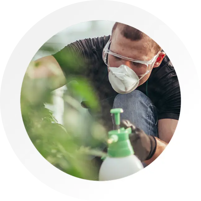 Image of gardener spraying chemicals on plants. Wearing a mask and gloves with a handheld pump sprayer. Chemicals used validated through Knowtify API SaaS tool.
