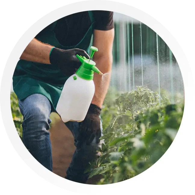 Image of gardener using a pesticide hand held pump sprayer on a vegetable garden plants.